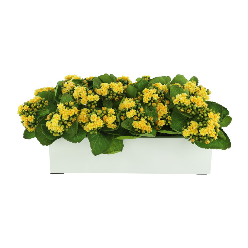 Kalanchoes Arranged Mixed in Rectangular Planter