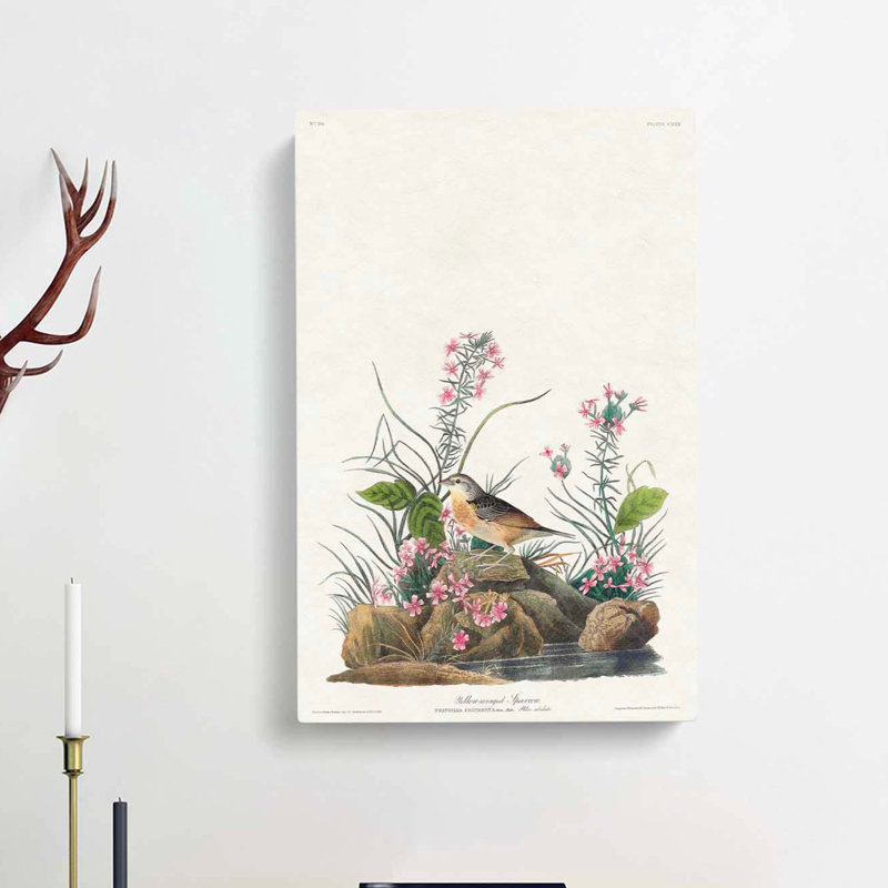 Yellow-Winged Sparrow by John Audubon - Wrapped Canvas Painting, 50cm H x 35cm W x 3cm D