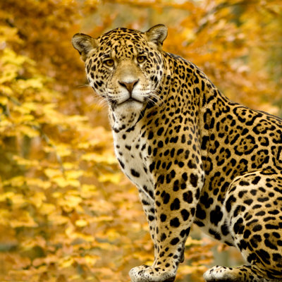 Jaguar - Panthera Onca - Photographie sur toile tendue