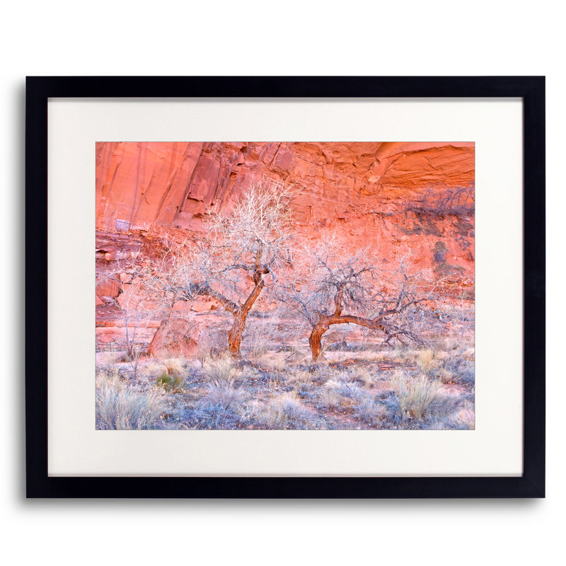Winter Cottonwood Trees In Redrock Canyon Print by Bruce Heinemann, Black Framed Paper, 25.2" H x 31.2" W