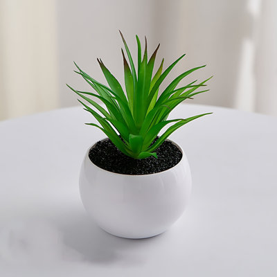 Plante grasse de 5,12 po