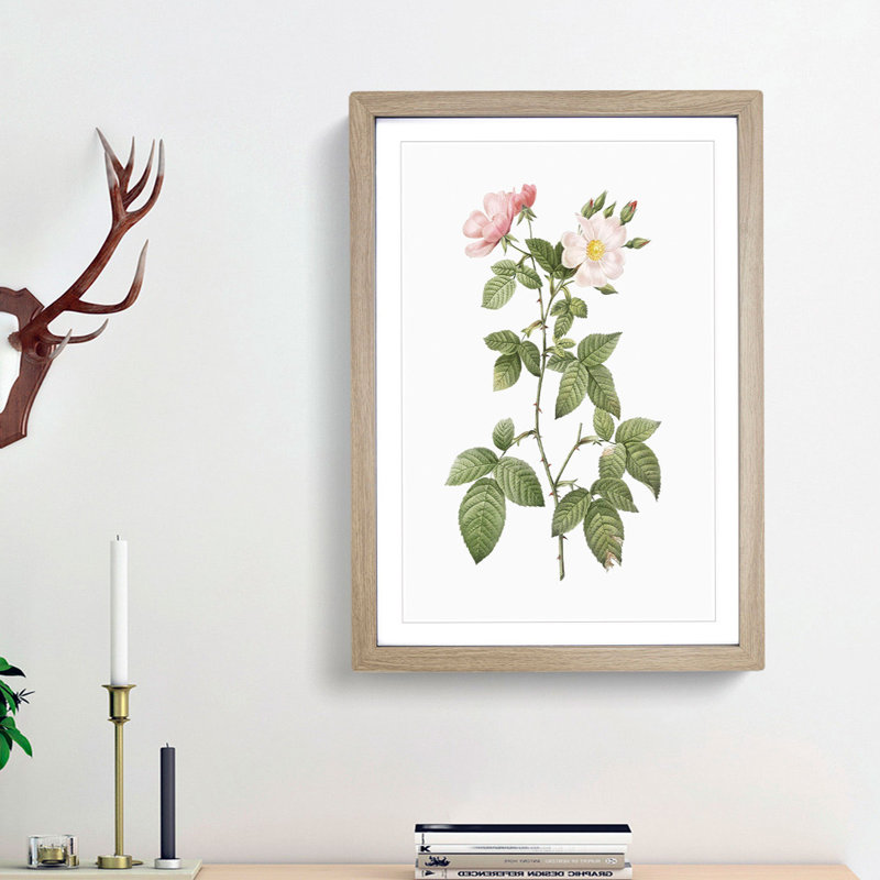 Redleaf Rose in Bloom by Pierre-Joseph Redoute - Picture Frame Painting Print, Oak Framed, 48cm H x 36cm W x 2cm D