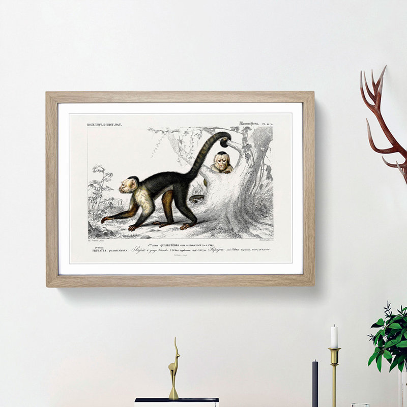 Capuchin Monkeys by Charles d'Orbigny - Picture Frame Painting Print on MDF, Oak Framed, 36cm H x 48cm W x 2cm D