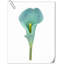 20 pièces de fleurs de lys Calla-945559908