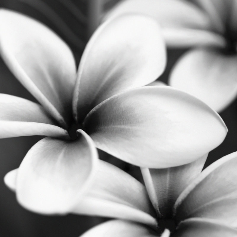Frangipani by Letty17, 36" H x 36" W
