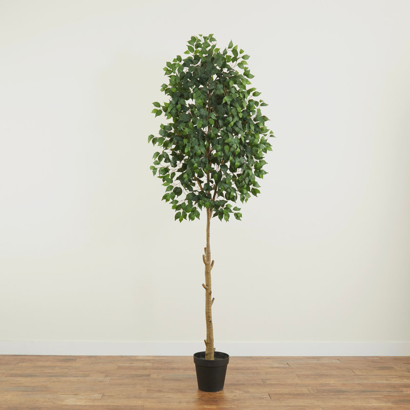 9 pi Ficus artificiel