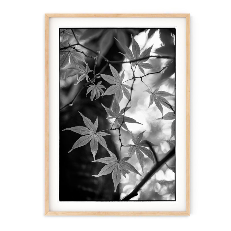 Érable japonais - photographie avec cadre photo, H 40 po x l 28,5 po, Encadré naturel