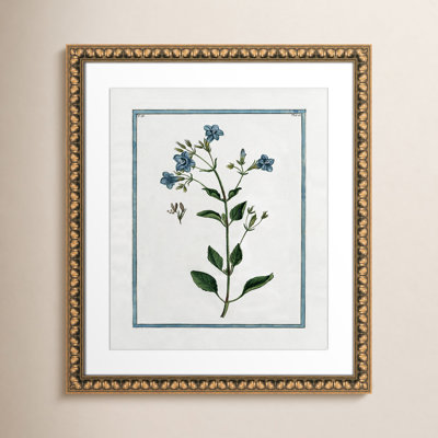 Colombe "Shabby Elegance Botanical II" Print