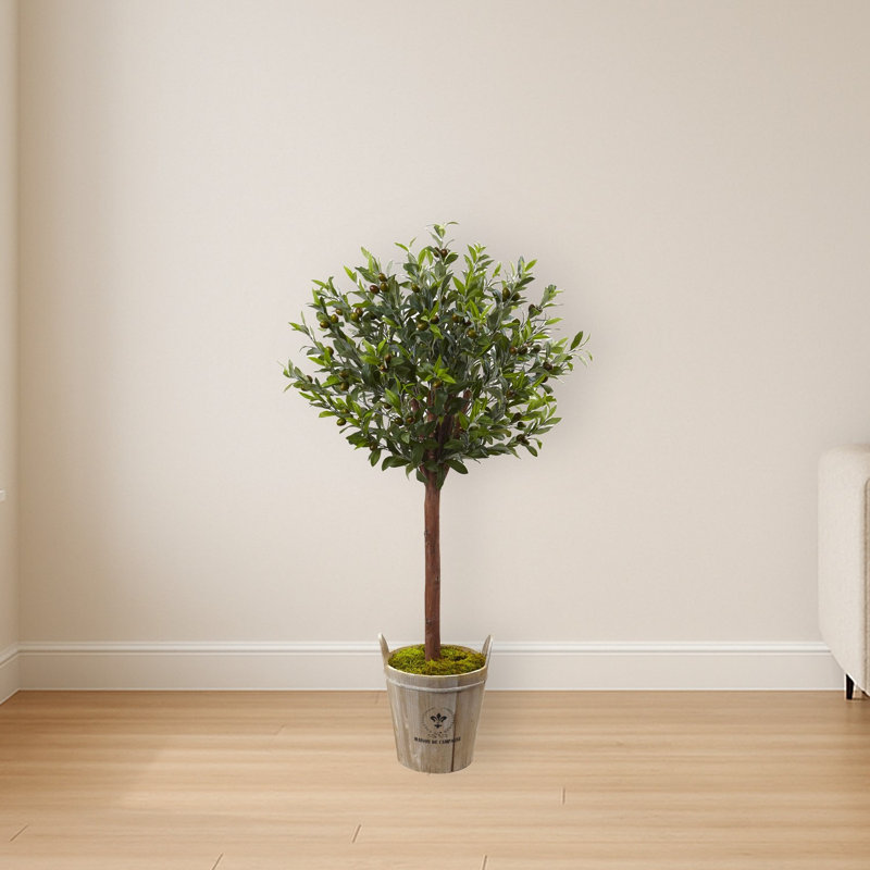 Olive Topiary Tree with Farmhouse Planter