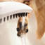 Ensemble de 3 pommes de douche Hansgrohe Dog Shower-68812323