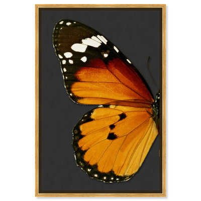 " Animals Monarch And Gray Butterfly I, Cabin / Lodge Orange "