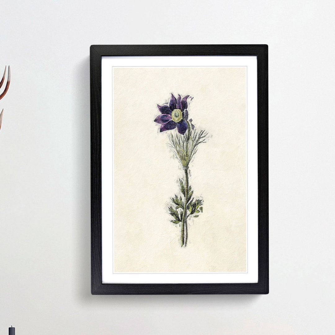 Illustration of a Purple Pasqueflower - Picture Frame Painting Print