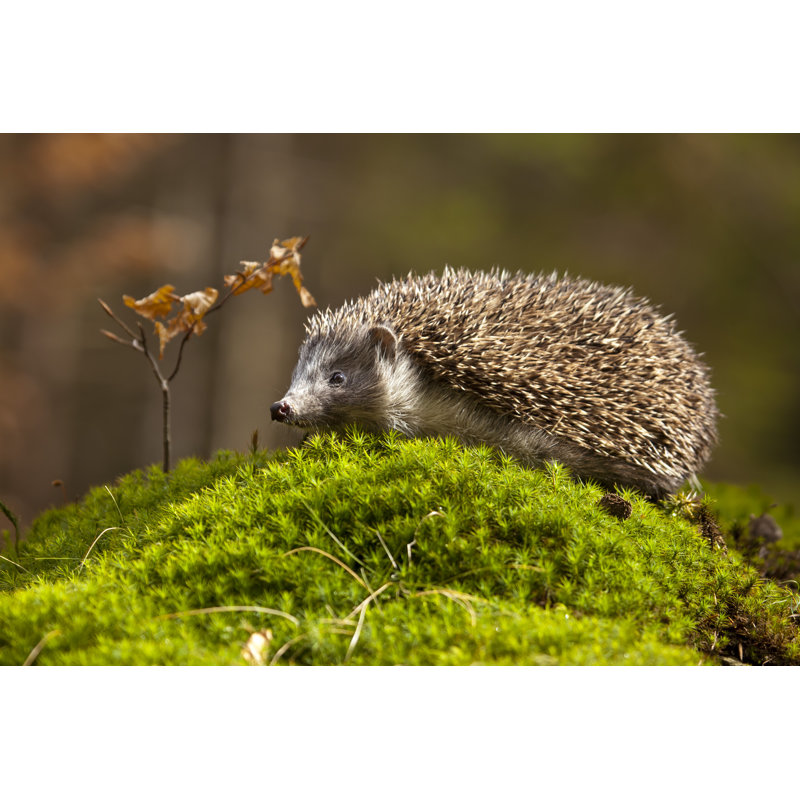 Hedgehog On The Moss - Wrapped Canvas Print, 30cm H x 46cm W x 3.8cm D