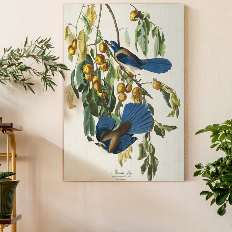 Pl 87 Florida Jay - impression sur toile tendue, H 48 po x l 32 po x P 1 po