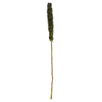 42'' Plant