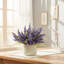 Ferdinand Heather en pot-28784517