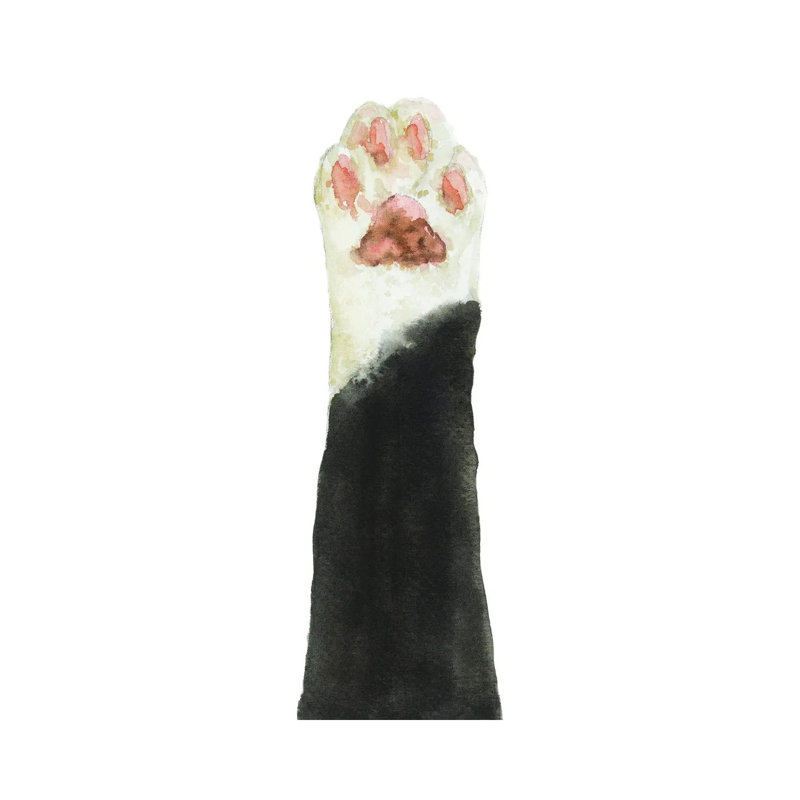 Black Bicolor Cat Paw by Alexey Dmitrievich Shmyrov - Wrapped Canvas Panoramic Print, 30.48 cm H x 91.44 cm W x 1.91 cm D