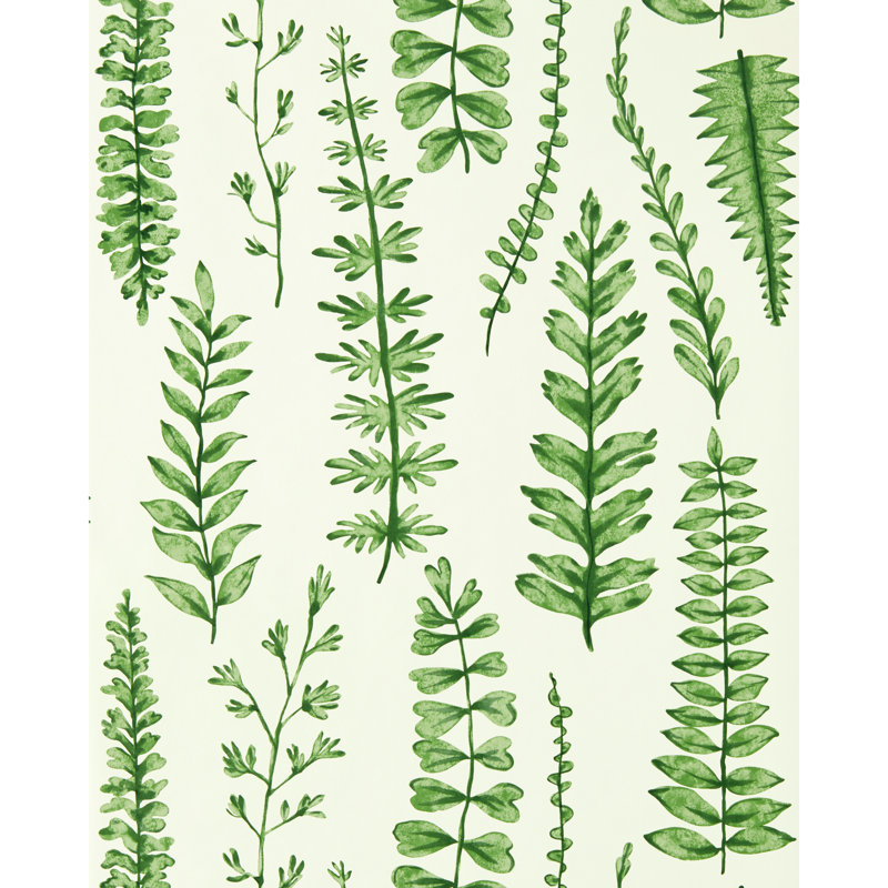 Ferns - Juniper