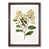 Walnut Framed selected