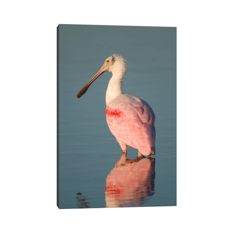 Roseate Spoonbill, Fort Myers Beach, Florida 1 Piece Wrapped Canvas Wall Art, 66.04 cm H x 45.72 cm W x 1.91 cm D