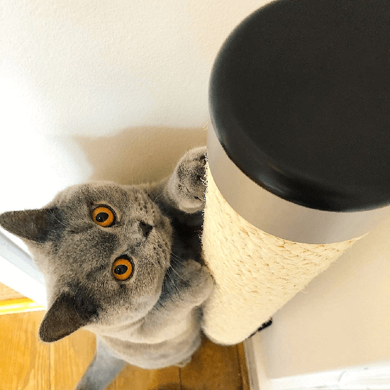 Deem Cat Scratchers, 75cm H x 10cm W x 12cm D
