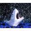 Ensemble d'ornement 2 pièces Jaws