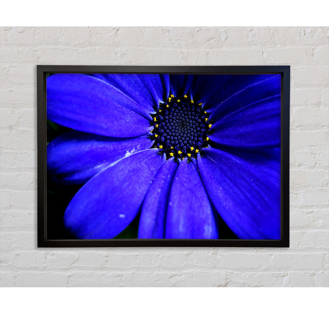 Electric Blue Petals - Einzelner Bilderrahmen Kunstdrucke auf Leinwand