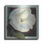 «Magnolia I» par Carol Rowan-390054176
