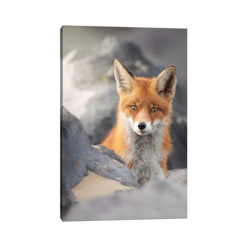 A Red Fox Between The Rocks by Dick Van Duijn - Print on Canvas, Wrapped Canvas, 66.04cm H x 45.72cm W x 3.81cm D