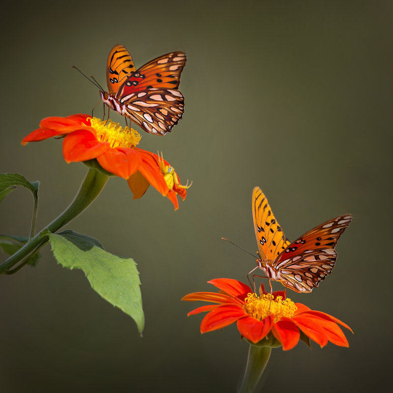 Portrait de papillon VI, H 20 po x l 20 po