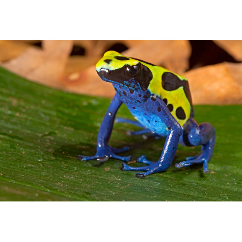 Poison Dart Frog by Kikkerdirk - Wrapped Canvas Print, 30cm H x 46cm W