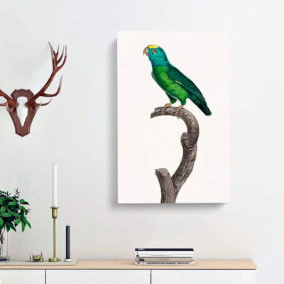 Tui Parakeet by F. Levaillant - Wrapped Canvas