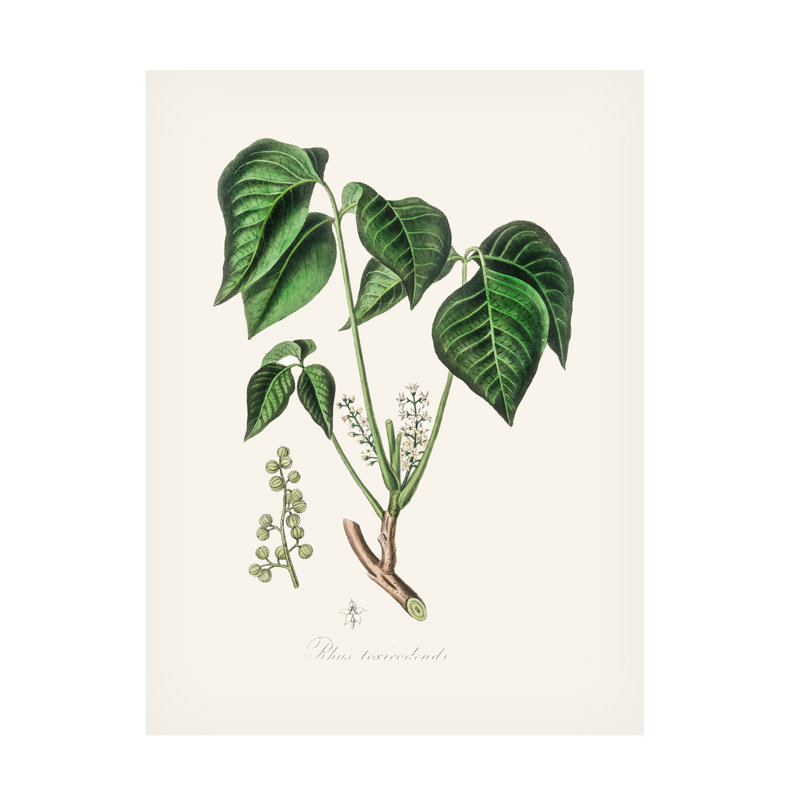 Art sur toile, botanique bolognaise, John Stephenson et Poison Ivy, H 19 po x l 14 po
