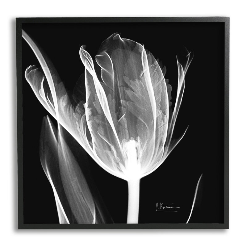 Fleur radiographique sur fond noir, photographie sur toile, H 24 po x l 24 po x P 1,5 po