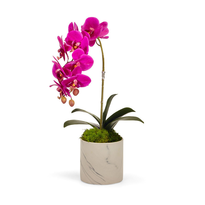 Orchid Plant in Pot Set, Fuchsia