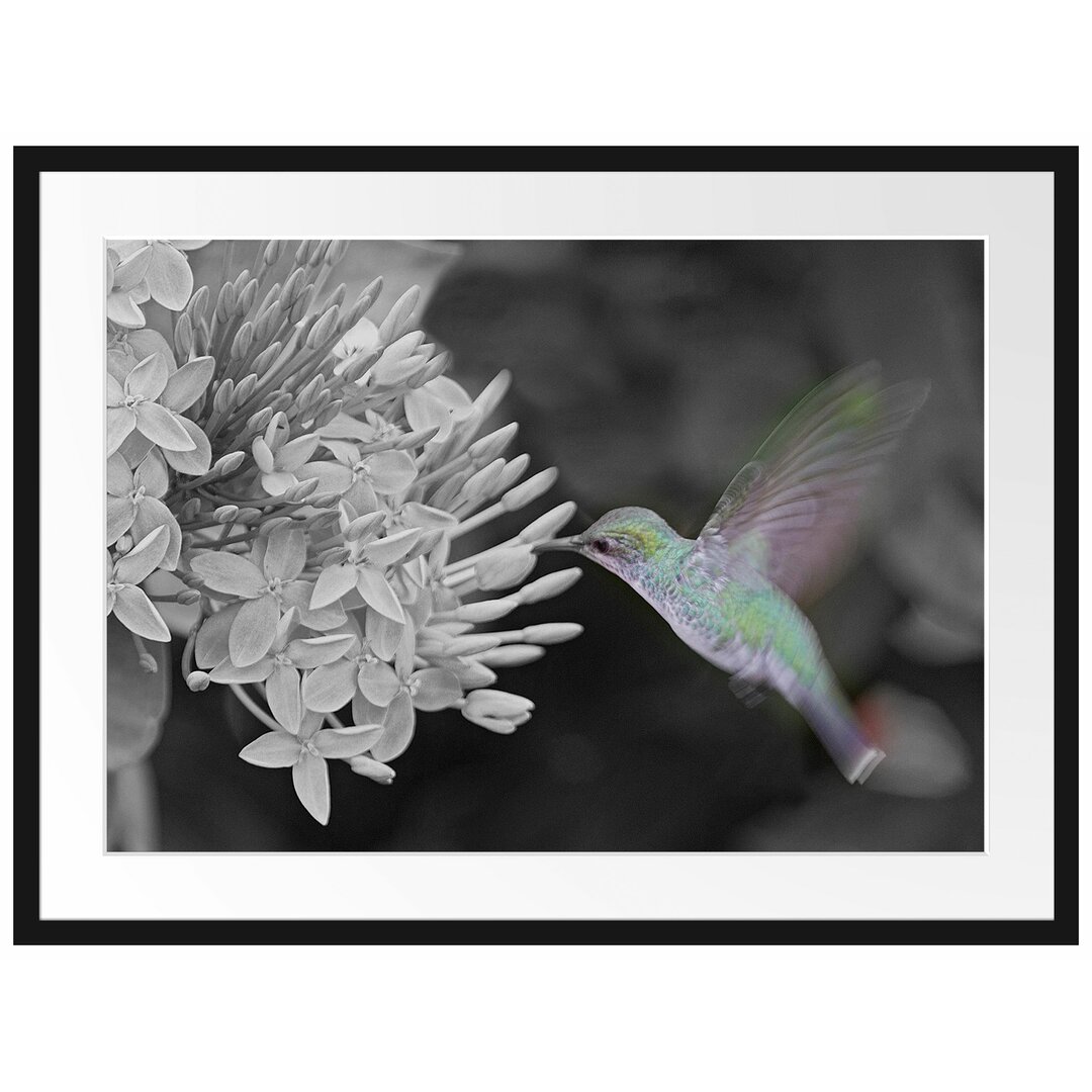 Gerahmtes Poster Kolibri auf einer Blume