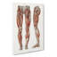 Anatomy Of The Leg Muscles by Carl Ernst Bock - Wrapped Canvas-55306985