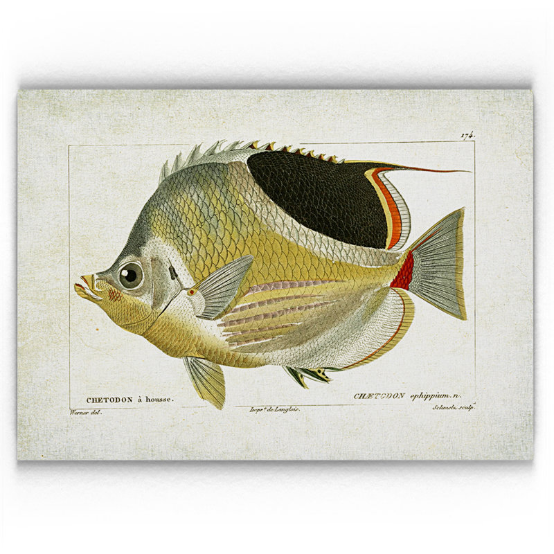 " Fish Sketch I ", 18" H x 27" W x 1.5" D, No Mat, Wrapped Canvas