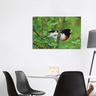 Point Pelee National Park. Rose-breasted Grosbeak Close-up. by Jaynes Gallery - Wrapped Canvas Print