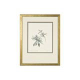 Echeveria Grus Print