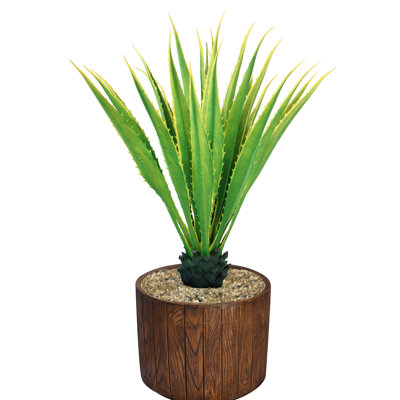 Agave en pot Panama