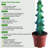 3-Piece Live Plants Set 
