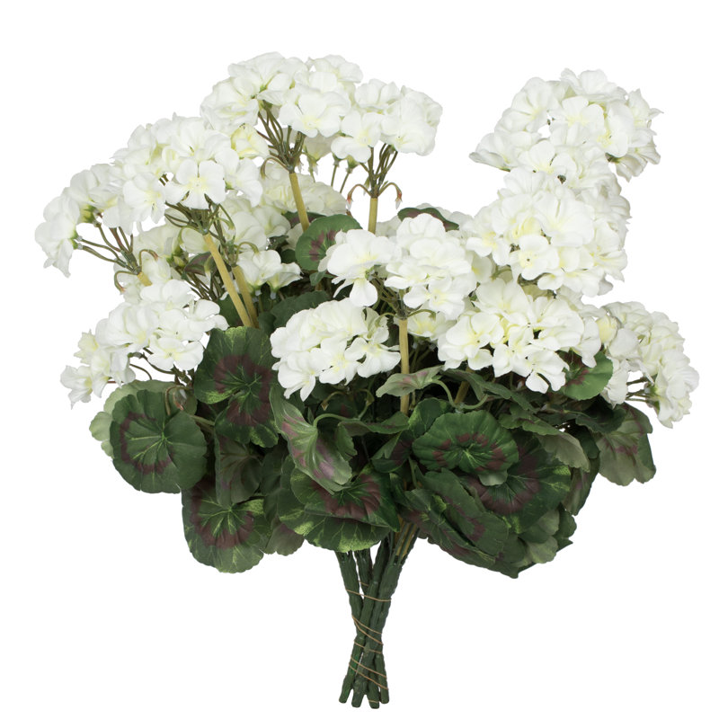 Geranium Bush