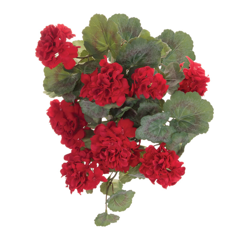 Hanging Geranium Floral Bush
