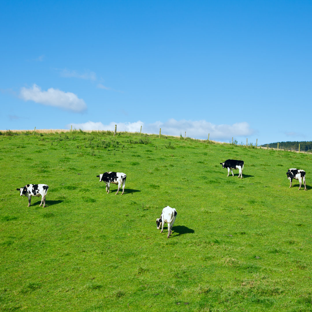 Leinwandbild Friesian Cattle von Naumoid