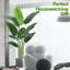 Rontez Faux Plant-1077544765