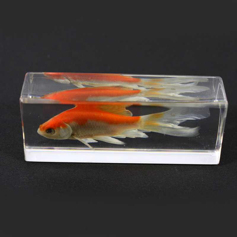 Presse-papiers poisson en or commun Philpott