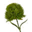 Dianthus Stem-111171129