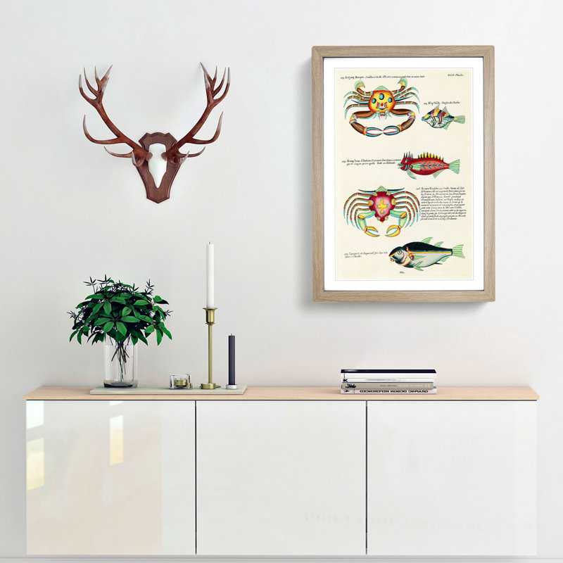 East Indies Fish & Crab Illustrations XLIX by Louis Renard - Picture Frame Painting Print, 36cm H x 27cm W x 2cm D