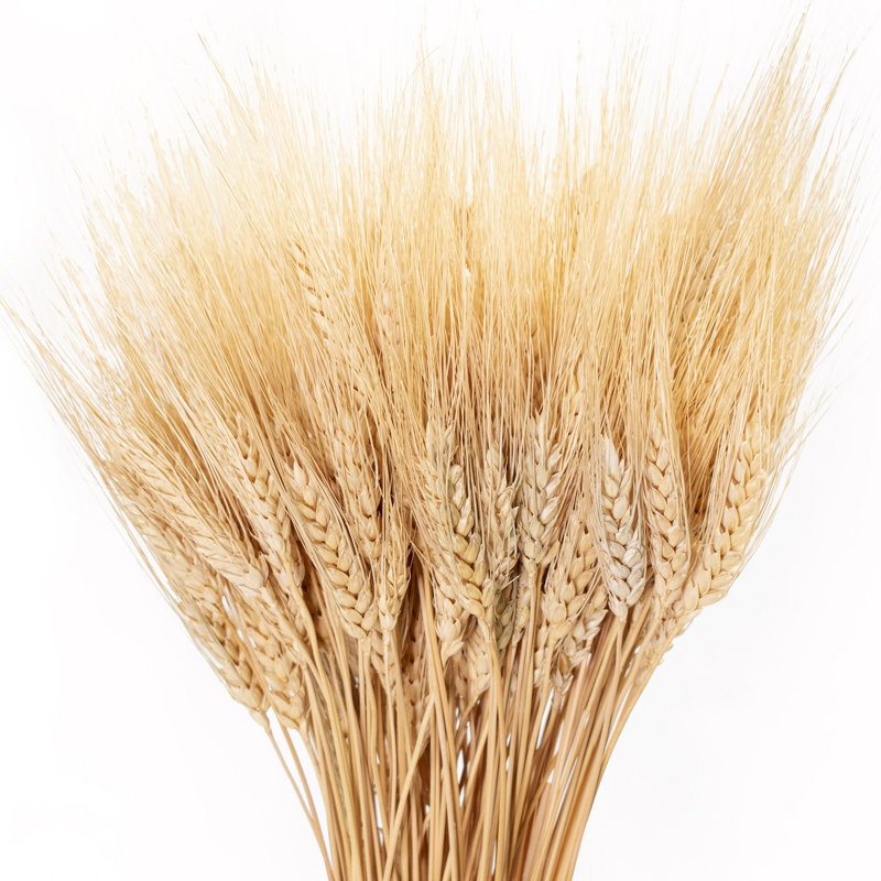 25'' Wheat Grass